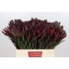 Leucadendron Saf Sunset Dark R.