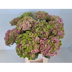 HYDR M MAG CORAL