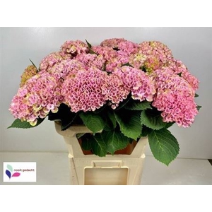 Hydr M Revolution Rose Spray Super