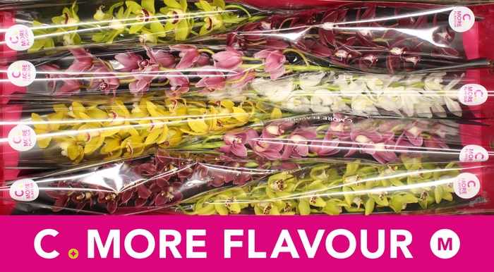 <h4>CYMB MI GEM</h4>