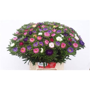 Callis 7 Kleuren In Bos