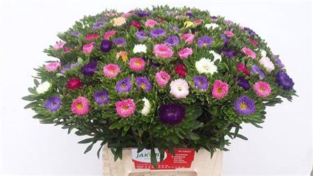 <h4>Callis 7 Kleuren In Bos</h4>