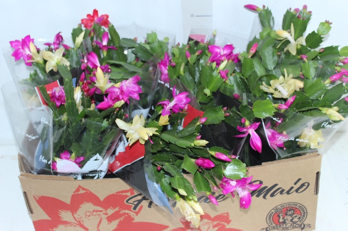 <h4>FLOR DE MAIO P15</h4>