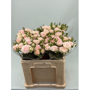 Rosa spray morning star