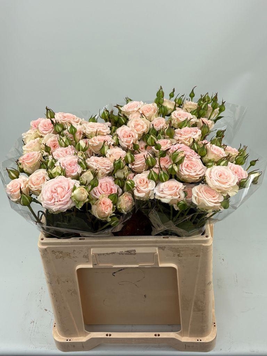 <h4>Rosa spray morning star</h4>
