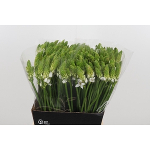 Ornithogalum T Mount Fuji