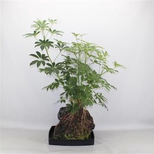 Arrangementen kamerplanten groen H%