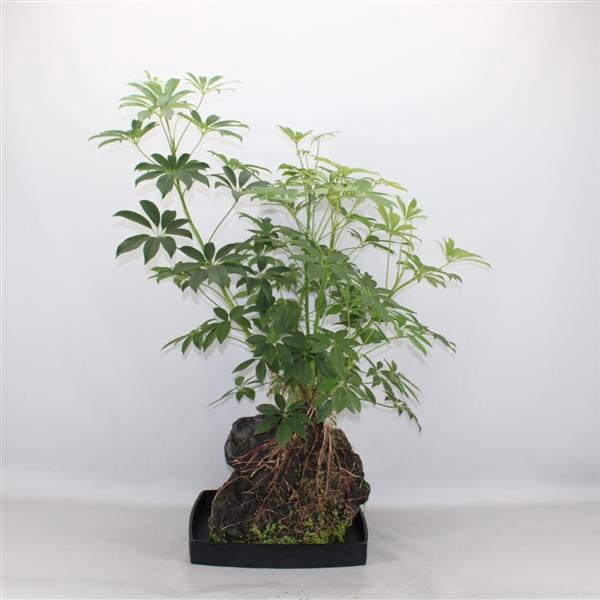 <h4>Arrangementen kamerplanten groen H%</h4>