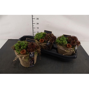 * Arr Pot Jute Sempervivum 17 Cm.