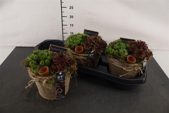 <h4>* Arr Pot Jute Sempervivum 17 Cm.</h4>