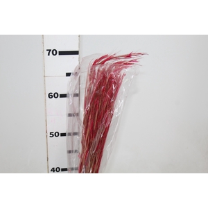 FLOR DE VASSOURA DESIDRATADO