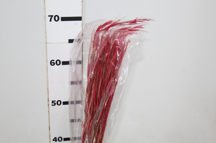 <h4>FLOR DE VASSOURA DESIDRATADO</h4>