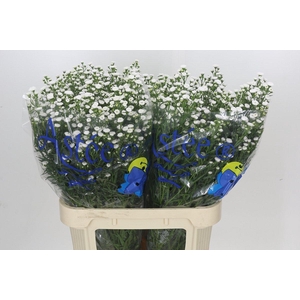 Aster White Gypsy
