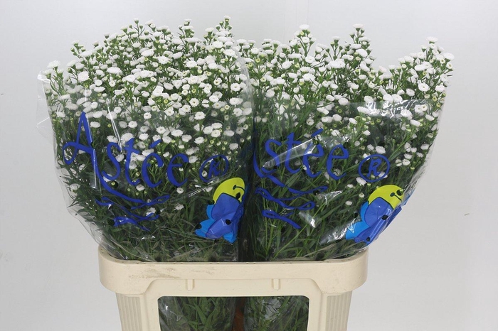 <h4>Aster White Gypsy</h4>