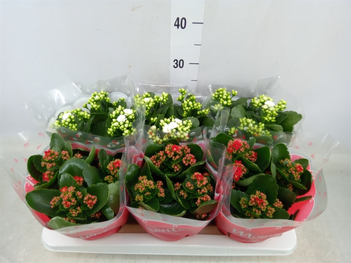 <h4>Kalanchoe blos.   ..rosebud mix  2</h4>