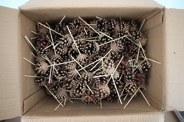 <h4>Pick pinecone d.4-6cm+10cm stick</h4>