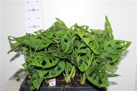 <h4>Monstera Monkey Leaf</h4>