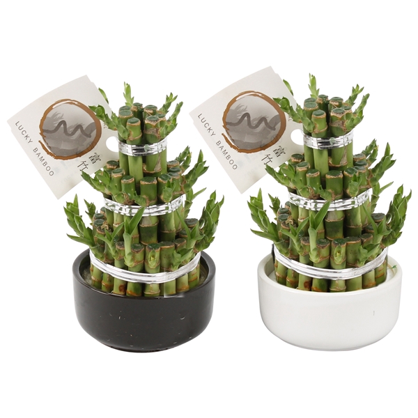 Lucky Bamboo Round 3 Small in ø10cm Black and White pot