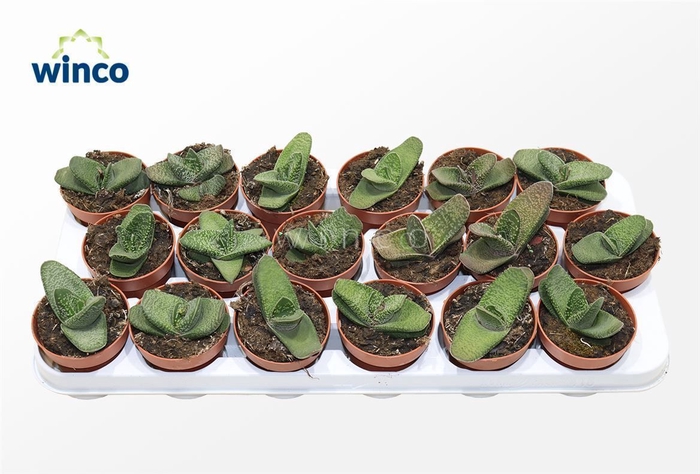 <h4>Gasteria Batesiana</h4>