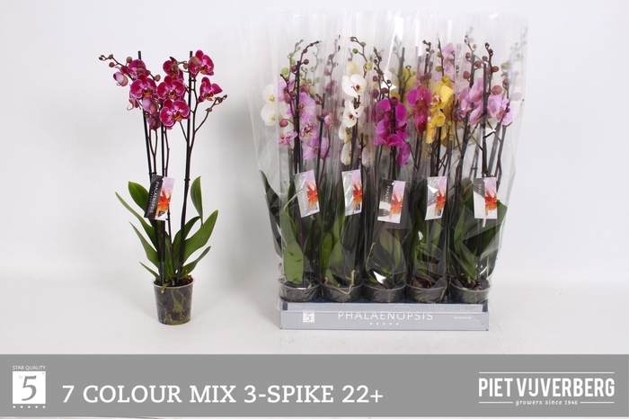 <h4>PHAL GEM 7 KL</h4>