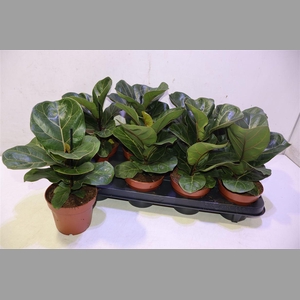 Ficus Lyrata Bambino