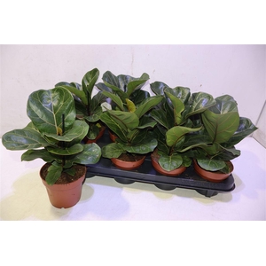 Ficus Lyrata Bambino
