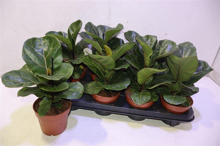 <h4>Ficus Lyrata Bambino</h4>