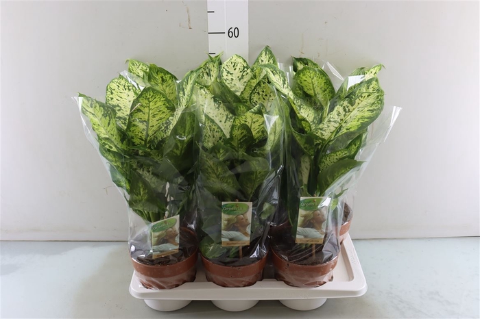 Dieffenbachia Compacta