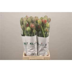 Tu Fr Du Gudoshnik Doub