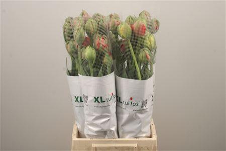 <h4>Tu Fr Du Gudoshnik Doub</h4>