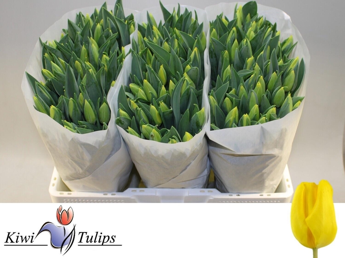 <h4>TU EN YELLOW FLIGHT</h4>