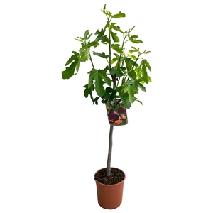 Ficus carica 