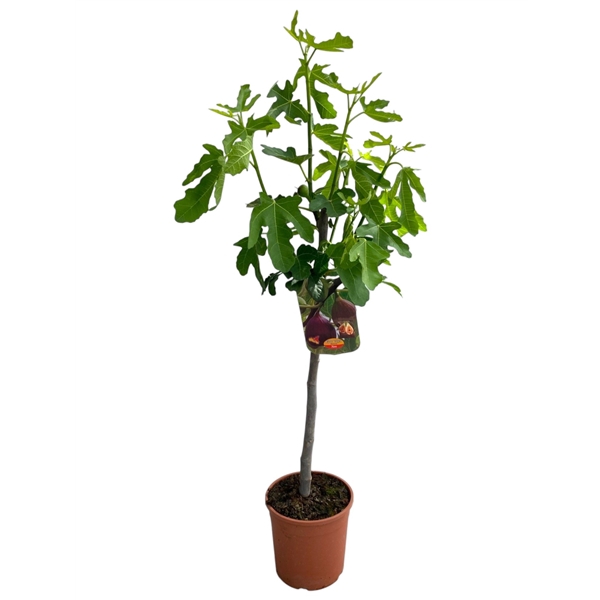 <h4>Ficus carica "op stam"</h4>