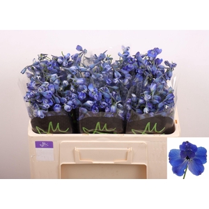 DELPH EN BELLA ANDES AZURE DELPH EN