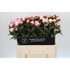 Paeonia Reine Hortense