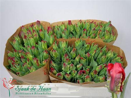 <h4>Tu Pa Seadov Parrot</h4>