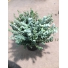 EUCA BABY BLUE LONG 200GRAMS