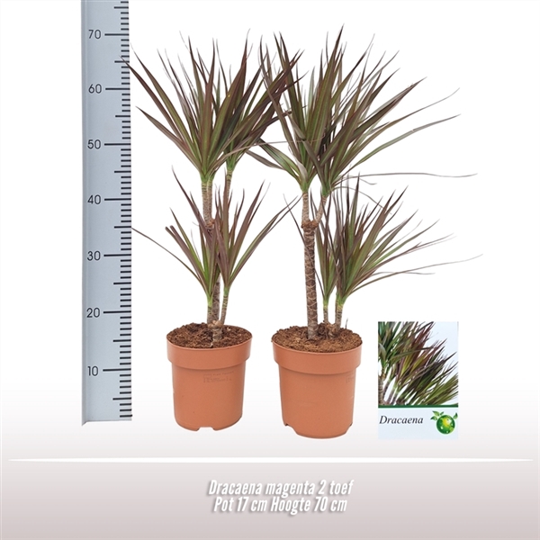 <h4>Dracaena Magenta 2 toef</h4>