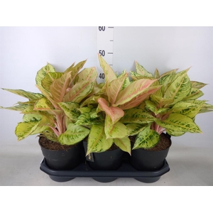 Aglaonema   ...