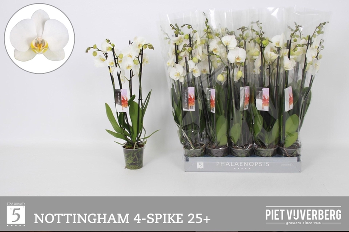 <h4>PHAL AN NOTTINGHAM</h4>