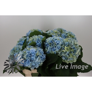 Hydrangea verena blue classic