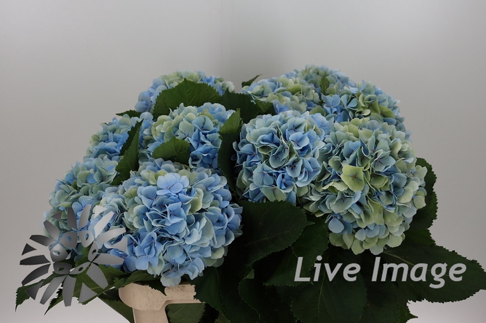<h4>Hydrangea verena blue classic</h4>