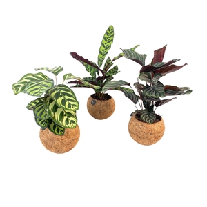 Calathea   ...mix 3