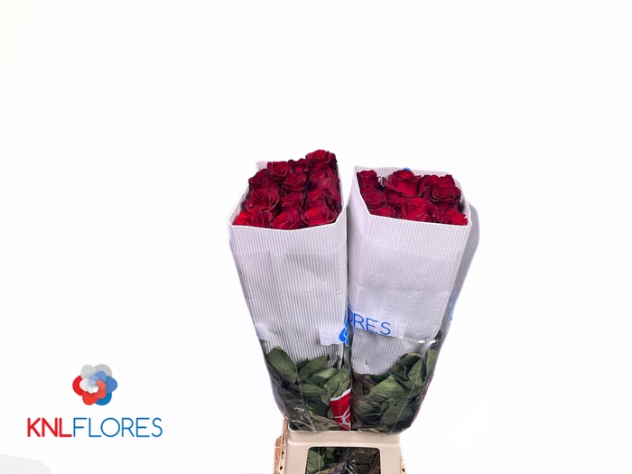 <h4>R GR EXPLORER</h4>