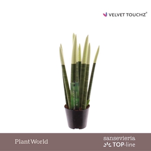 Sansevieria VELVET TOUCHZ® Pastel Groen