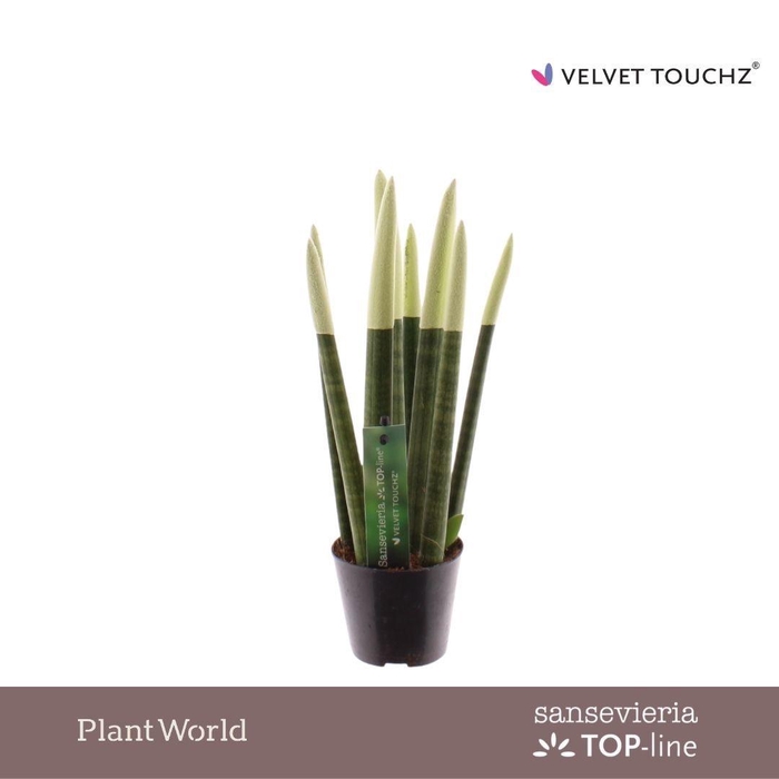 <h4>Sansevieria VELVET TOUCHZ® Pastel Groen</h4>
