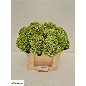 HYDR M MY MINERVA CL GREEN