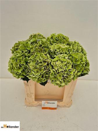 <h4>HYDR M MY MINERVA CL GREEN</h4>