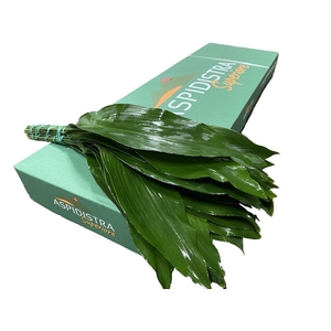 Aspidistra Superiore 40cm