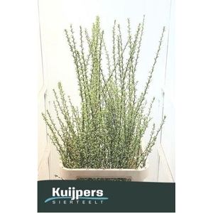 PRUNUS GLAND VERTAKT